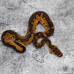 Enchi Cinnamon Clown Poss YB