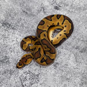 Enchi YB Clown