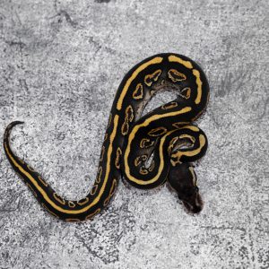 Chocolate Black Pastel Mystic Red Stripe / YB 100% Het Clown