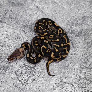 Chocolate Black Pastel Spotnose Red Stripe  Crypton