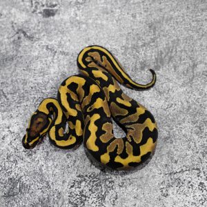 Fire 100% DH Clown Pied Poss YB