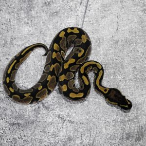 Normal 100% DH VPI Axanthic Desert Ghost 66% Het Pied