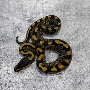 Normal 100% DH VPI Axanthic Desert Ghost 66% Het Pied