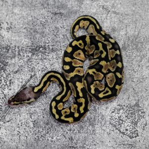 Pastel 100% DH VPI Axanthic Desert Ghost 66% Het Pied Poss Het Red Axanthic