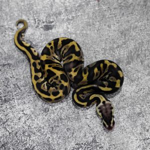 Leopard Het Red Axanthic Pastel 100% DH VPI Axanthic Desert Ghost 66% Het Pied