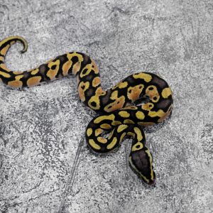 OD Pastel 100% Het Cryptic / Clown 50% Het Pied (HI)