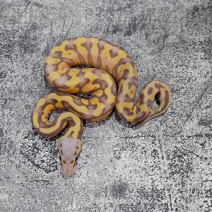 Banana OD / YB Pastel 100% Het Cryptic / Clown 50% Het Pied (HI)