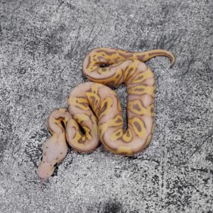 Banana OD / YB Pastel Crypton 50% Het Pied