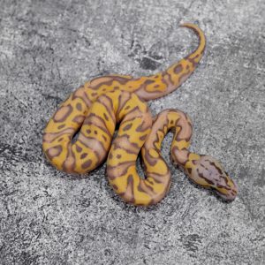 Banana OD YB Pastel Crypton 50% Het Pied (FMK)