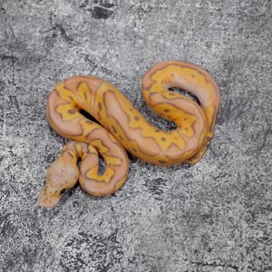 Banana OD / YB Pastel Clown 50% Het Pied