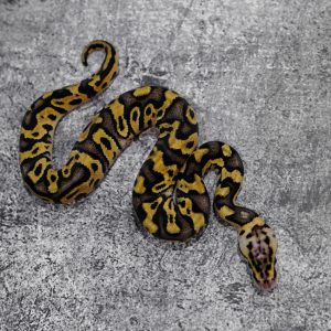 Pastel OD / YB Crypton 50% Het Pied