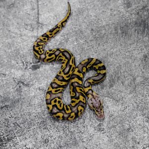 Pastel OD / YB Crypton 50% Het Pied