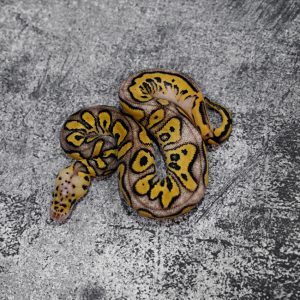 Pastel OD / YB Crypton 50% Het Pied
