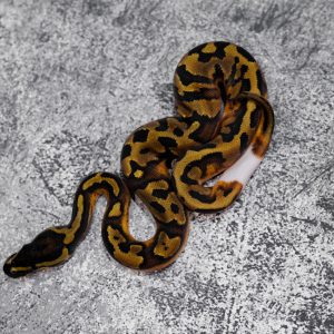 Enchi Panther Pied