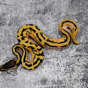 Panther OD Enchi Pastel Pied