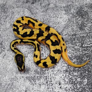 Panther OD Enchi  Pied