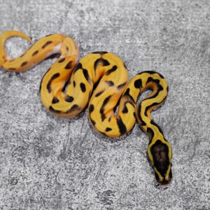Panther OD Enchi  YB Pastel Pied