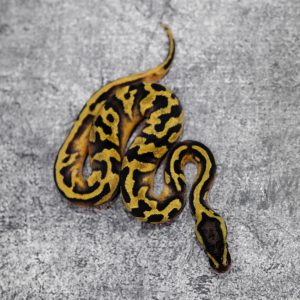 Panther Enchi Pastel Pied