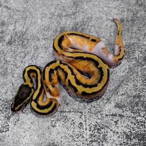 Panther OD Pastel Pied Poss Enchi