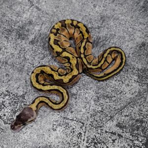 Pastel Pin Chocolate 100% DH Desert Ghost Hypo