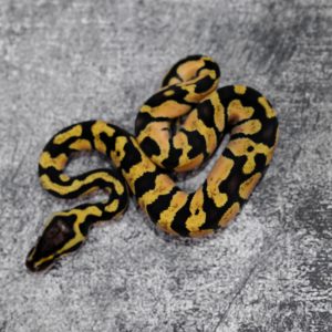 Chocolate Pastel Enchi 100% DH Desert Ghost Hypo