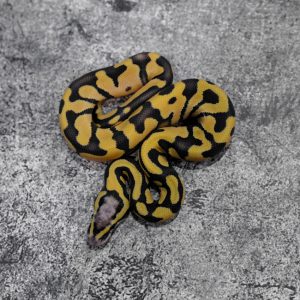 Chocolate Pastel Enchi Desert Ghost Hypo