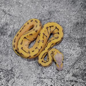 Chocolate Pastel Pin Desert Ghost Hypo Poss Enchi