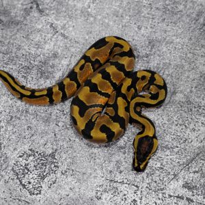 Enchi 100% DH Het Pied Cryptic / Clown