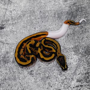 Pied 100% Het Cryptic / Clown