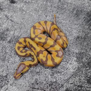 Banana Enchi 100% DH Pied Cryptic / Clown