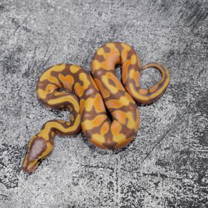 Banana Enchi 100% DH Pied Cryptic / Clown
