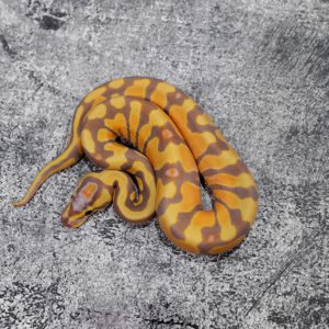 Banana Enchi 100% DH Pied Cryptic / Clown