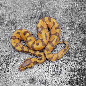 Banana Enchi 100% DH Pied Cryptic / Clown