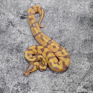 Banana Enchi 100% DH Pied Cryptic / Clown