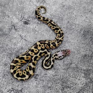 Disco Spotnose Pastel 100% DH Desert Ghost Clown