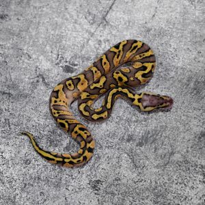 Red Stripe Pastel Disco 100% DH Desert Ghost Clown