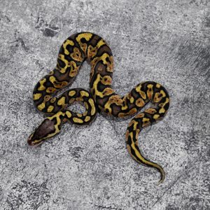 Red Stripe Pastel 100% DH Desert Ghost Clown Poss Spotnose