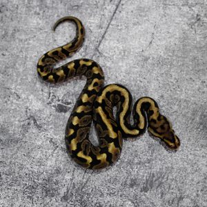 Spotnose  Disco 100% DH Desert Ghost Clown