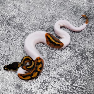 GeneX Pied