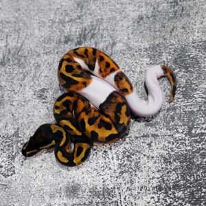GeneX  Pied