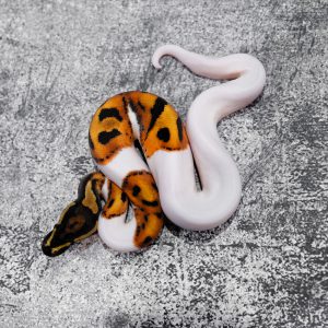 OD GeneX Pied (HI)