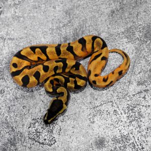 OD Enchi GeneX Pied (HI)