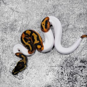 GeneX Pied
