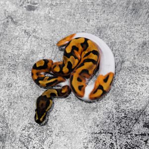 OD GeneX Pied (HI)