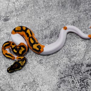 OD YB GeneX Pied