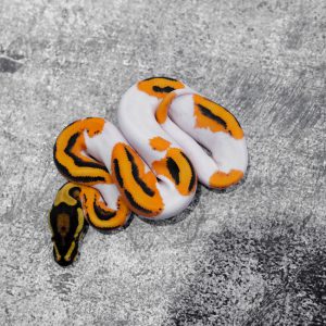 Super OD YB GeneX Pied