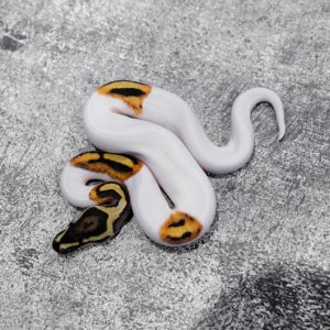 Fire Pied