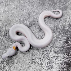 Special Fire Pied Poss YB