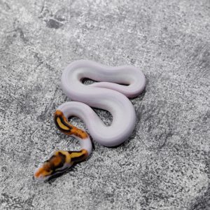 Special Fire Pied Poss YB