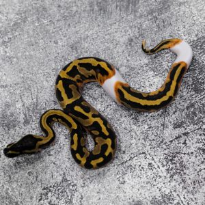 Black Head  Pied (Eyeless)